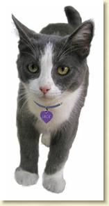 cat1