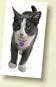 cat1